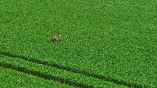 Aerial view of a roe deer running through a lush green field with visible tractor tracks in Riga, Latvia.