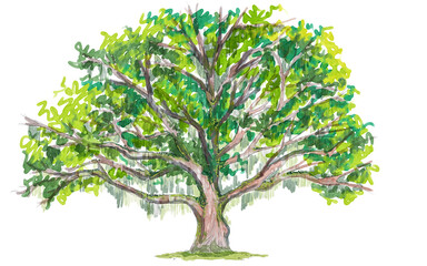 Obraz premium tree with green leaves