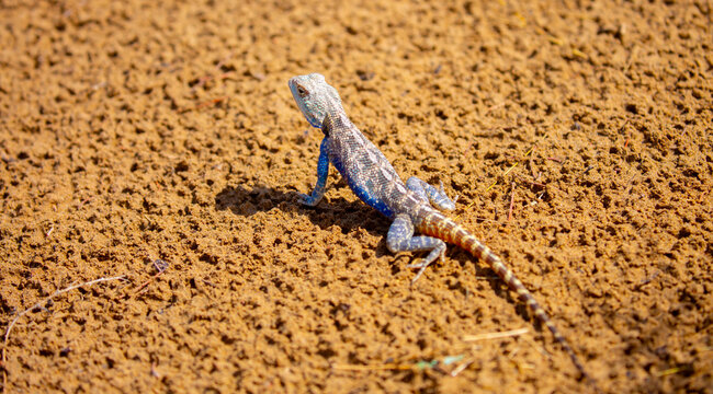 The blue agama sits in ambush on sand and branches and hunts for insects. Beautiful blue lizard close-up in the wild.