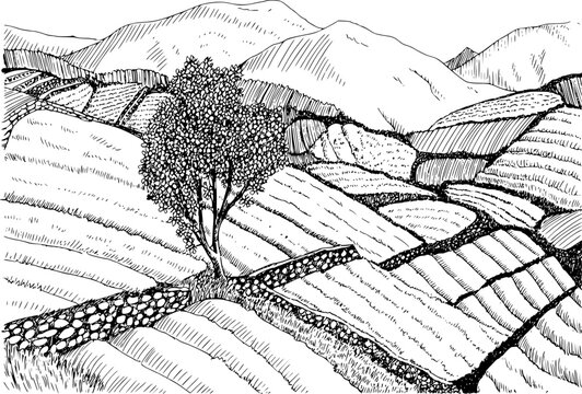 Una tinta detallada en blanco y negro de campos de arroz en terrazas en un paisaje monta&ntilde;oso con un solo &aacute;rbol