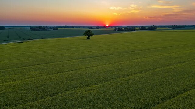 Aerial view of a vast green field with a single tree at sunset in Riga, Latvia.