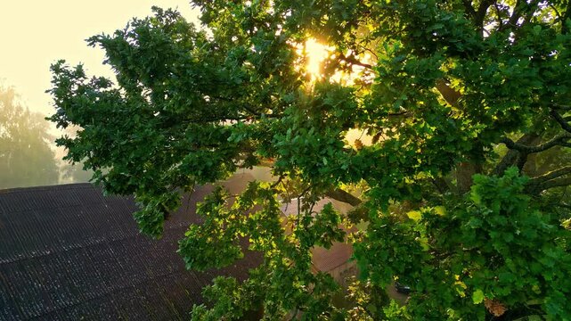 Aerial view of sunlight filtering through lush green oak tree leaves above a dark roof in Latvia.