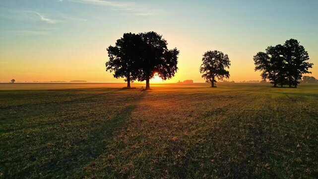 Aerial view of trees in a field at sunrise Latvia.