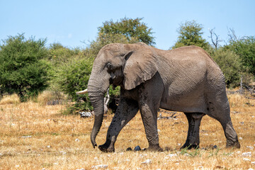 Fototapeta premium Elephant bull in Etosha. Elephant bulls are often seen in Etosha National Park (Land of giants) in Namibia before or after visiting a waterhole.
