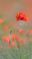Naklejka premium La beauté du coquelicot