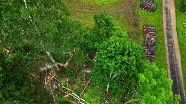 Aerial view of logging activity with stacked timber and cut trees in a lush green forest in Latvia.