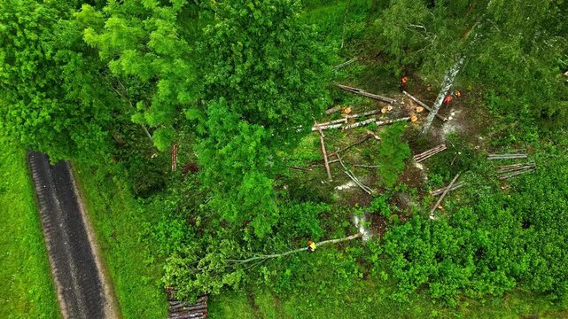 Aerial view of forestry workers cutting down trees and clearing logs in a rural area of Latvia.
