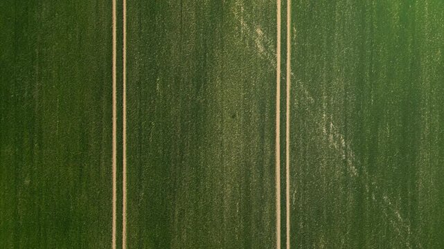 Aerial view of a lush green agricultural field with parallel tractor tracks running through the crops in Latvia.