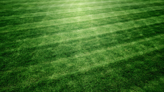 Freshly mowed green lawn grass background with backyard background landscape environment