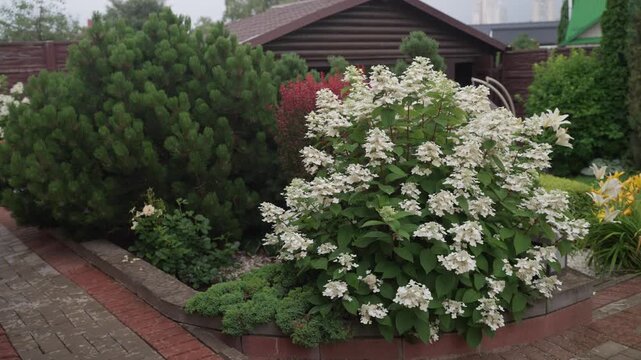 Wonderful blooming white Hydrangea paniculata, in a country house garden. Ornamental plants in the courtyard of a private house. Shrubbery blooms in backyard. Green landscaped design.