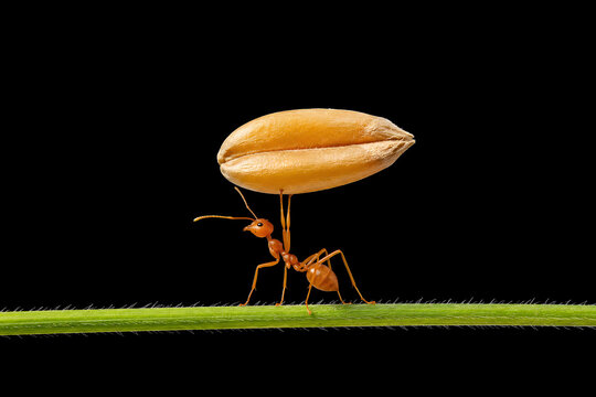 Macro photograph of an orange ant carrying a giant wheat grain on green grass against a black background.

