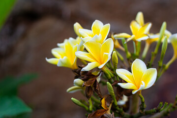 Obraz premium Close Up Yellow White Frangipani Plumeria Flowers Blooming in Tropical Garden