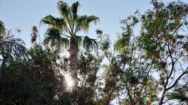 Bright sunlight filtering through green palm tree fronds against clear blue sky in antalya.