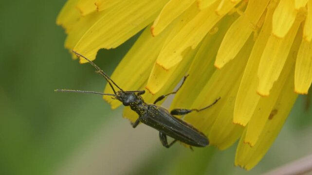 Oedemera beetle feeding on dandelion flower