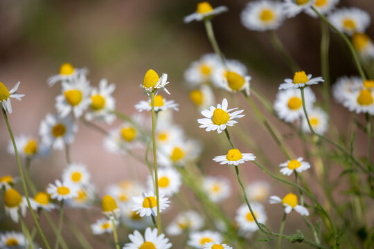 Close-up of small chamomile flower bushes. Pharmaceutical chamomile flowers growing in nature. Medicinal plant