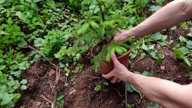 Man removes a young spruce tree from a nursery pot before planting, gardening preparation, landscaping project, outdoor work, summer season.