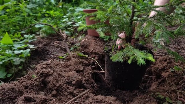 Man places a young spruce tree into a prepared planting hole beside an empty pot, tree planting, gardening project, landscaping, summer season.