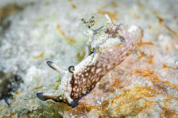 Aplysia parvula @ Romblon, The Philippines © Travel Tips Stories
