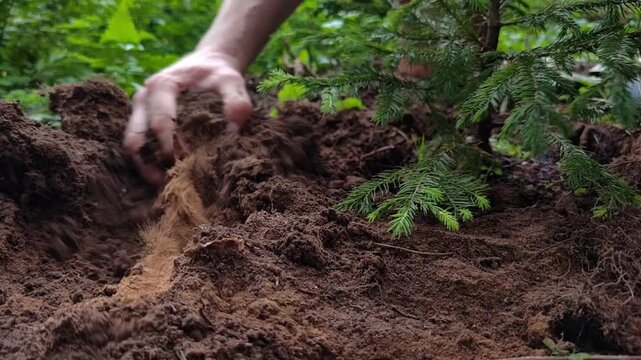 Man pulls soil around a newly planted spruce seedling to secure it in the ground, tree planting, gardening work, landscaping project, summer season.