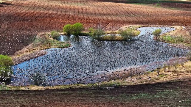 Aerial view of a pond teeming with migratory birds surrounded by ploughed agricultural fields and green shrubs in Riga, Latvia.