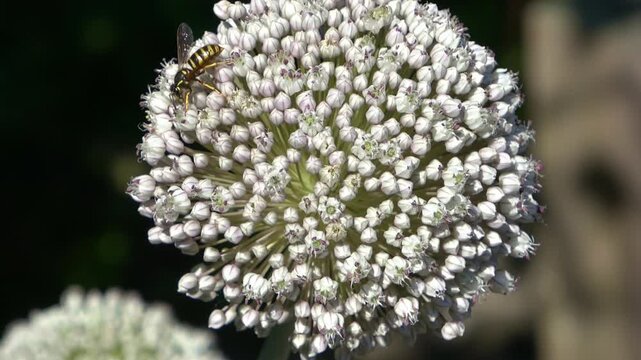 Wasps and hoverflies pollinating an allium flower