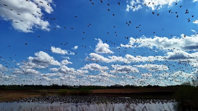 Aerial view of a massive flock of migratory birds flying over a wetland area under a bright blue sky with scattered clouds in Riga, Latvia.