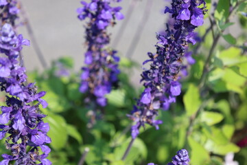Obraz premium Photo of purple flower