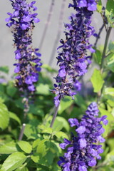 Obraz premium Photo of purple flowers