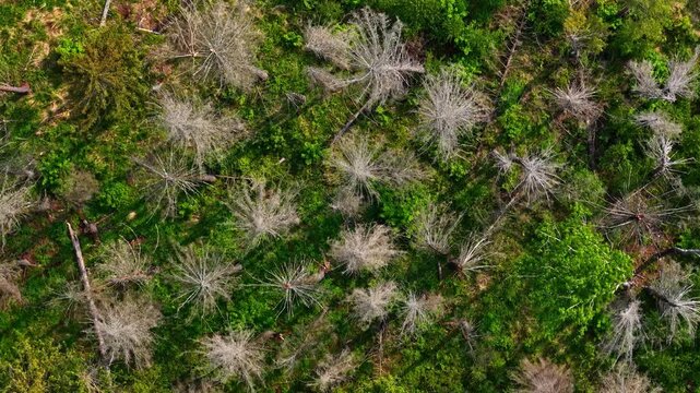 Aerial view of a forest in Riga, Latvia, showing a mix of lush green trees and patches of dead, fallen timber.