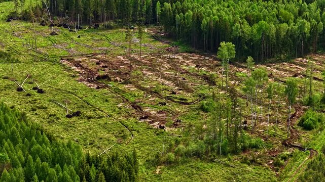 Aerial view of a deforested area with tree stumps and soil tracks surrounded by dense green forest in Riga, Latvia.