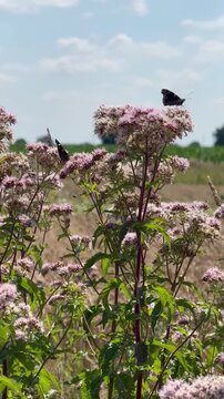 Admirale (Vanessa atalanta) auf bl&uuml;hendem Gew&ouml;hnlichem Wasserdost (Eupatorium cannabinum) im Sommer. Mehrere Schmetterlinge sammeln Nektar auf den rosafarbenen Bl&uuml;ten.