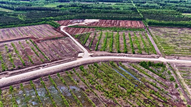 Aerial view of peat bog extraction site with drainage ditches and rows of young trees in Riga, Latvia.