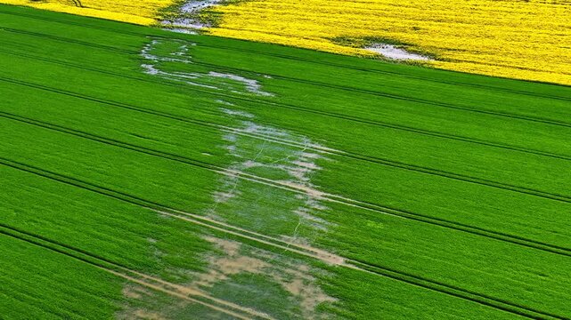 Aerial view of vibrant green agricultural fields and yellow rapeseed crops with waterlogged patches in the landscape near Riga, Latvia.