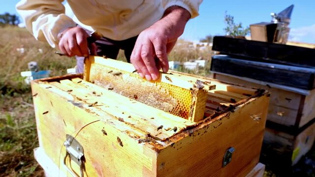 Close-up of a beekeeper removing a honeycomb frame from an open wooden beehive during a routine hive inspection. The scene highlights sustainable beekeeping, healthy bee colonies and natural honey pro