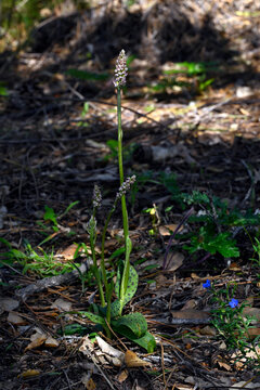 Keuschorchis, Gefleckte Waldwurz // Dense-flowered orchid (Neotinea maculata) - Carrapateira, Algarve, Portugal