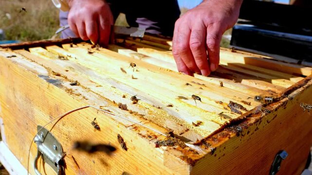 Close-up of a beekeeper removing a honeycomb frame from an open wooden beehive during a routine hive inspection. The scene highlights sustainable beekeeping, healthy bee colonies and natural honey pro