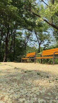 Empty wooden bench in sunlit green forest for relaxation and meditation