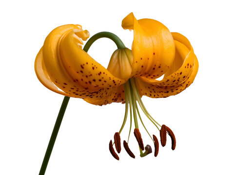 Yellow tiger lily flower isolated on transparent or white background, png