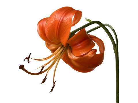 Orange tiger lily flower isolated on transparent or white background, png