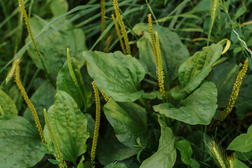 Closeup of broadleaf plantain Plantago major with green leaves and tall seed stalks in a natural meadow environment, forest floor foliage © Olga Yashnikova