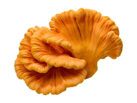 Fresh orange chicken of the woods mushroom isolated on transparent or white background, png