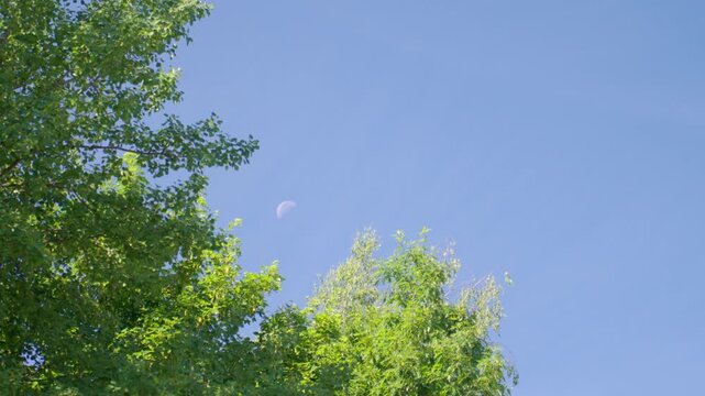 Moon in blue daytime sky above green tree branches and leaves. Concept of nature background, summer weather and clear sky