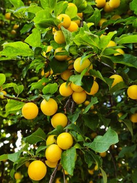 Small ripe cherry plums grow abundantly on a leafy green tree branch during a bright warm summer afternoon in the garden orchard outdoors surrounded by lush foliage