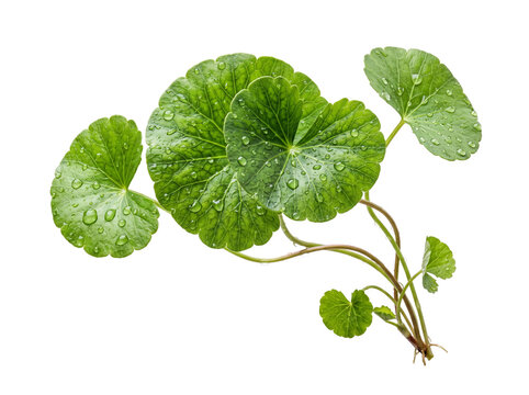 Fresh Centella Asiatica Leaves with Water Drops Gotu Kola Herb Plant Isolated on Transparent Background