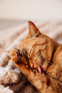 Cute ginger cat sleeps on bed with fluffy blanket