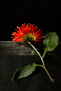 Still life with a dahlia branch on a black background