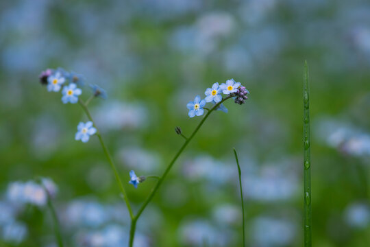 Blue forget-me-not fills the meadow with tiny sky-blue blossoms. Myosotis sylvatica (blue forget-me-not) delicate blue wildflowers blooming in a lush spring meadow. 