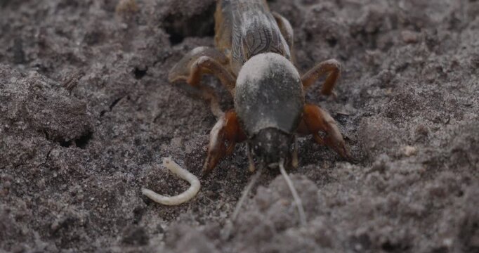 Macro shot of a european mole cricket digging into the soil with its powerful forelimbs, moving dirt and creating a tunnel while a small white worm lies nearby on the ground.