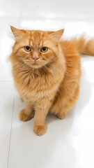Adorable Ginger Cat Sitting Indoors © Muskan