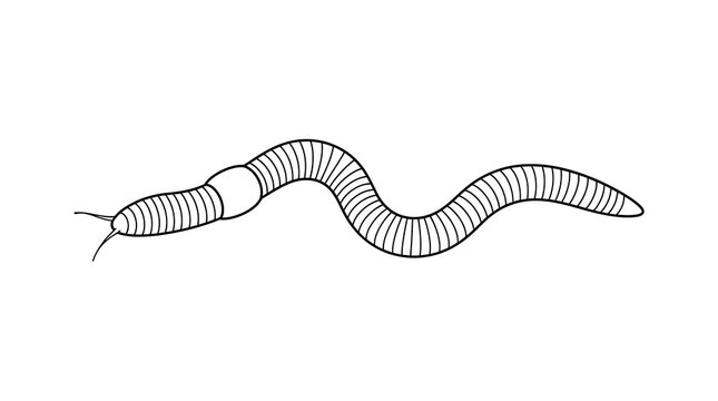 Simple drawing of a worm with segmented body on white background
